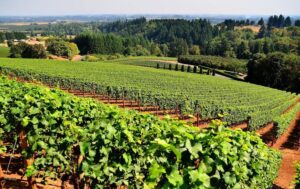 Winery & Vineyard Insurance